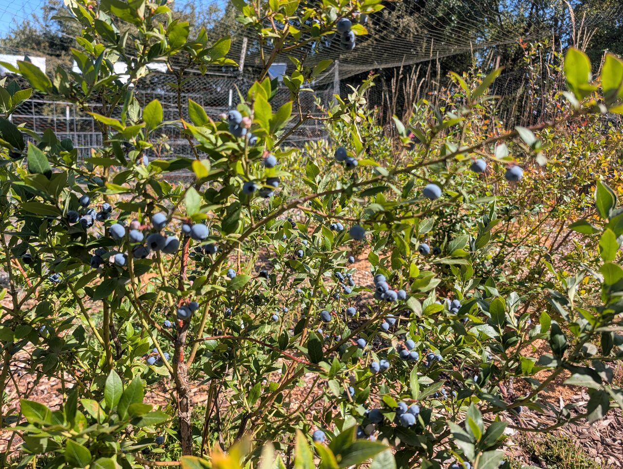 Blueberry bushes heavy with ripe fruit inside a netted enclosure.