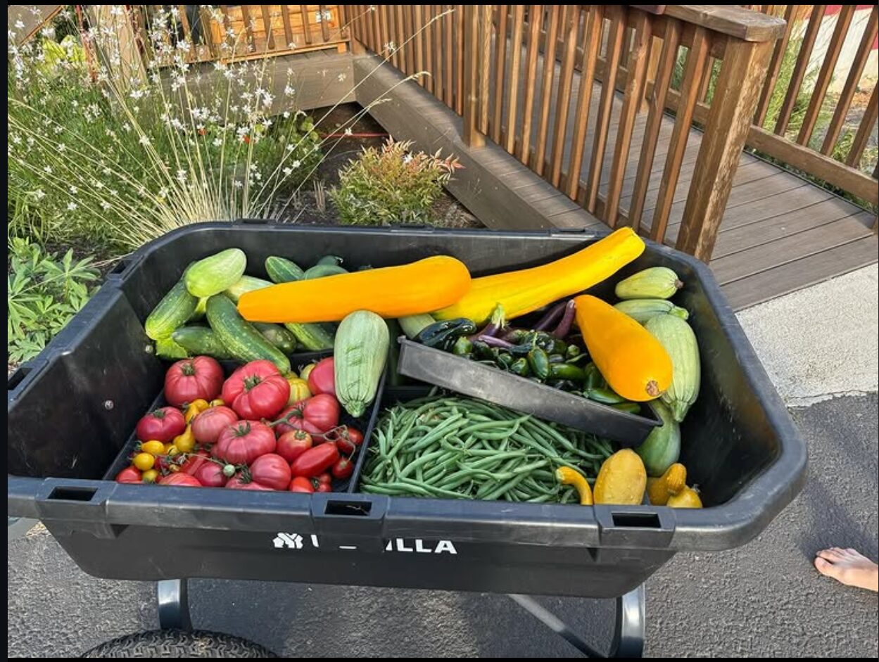 A garden cart filled with tomatoes, cucumbers, green beans and yellow squash.