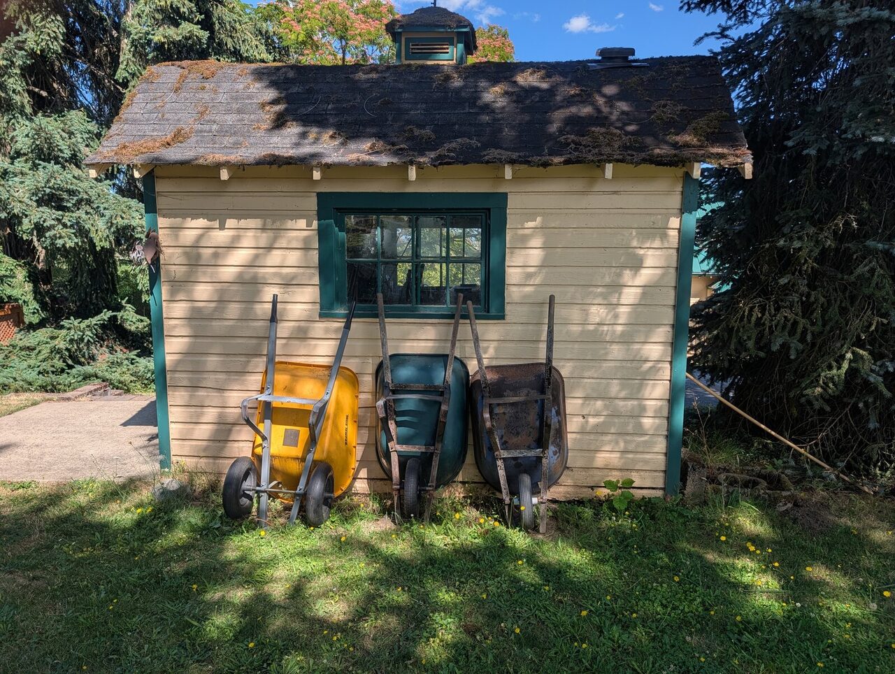 Three wheelbarrows leaning against the wall of a small shingled outbuilding.